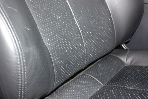 Mold and mildew growing out of the holes in the leather seats